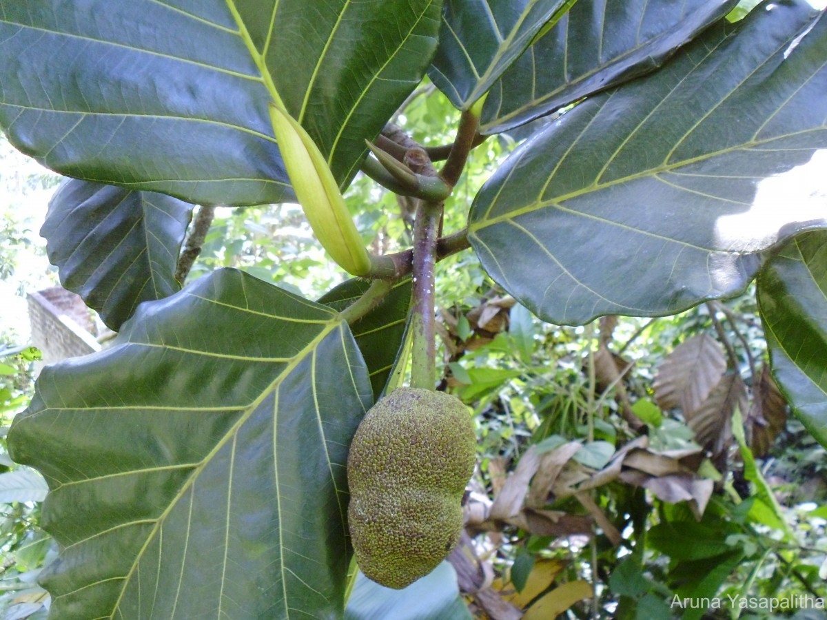 Artocarpus nobilis Thwaites